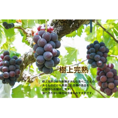【2026年先行受付】　厳選　岡山県産　ピオーネ　計1.0kg以上　2房　産直・朝採れ