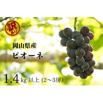 【2026年先行受付】　岡山県産　訳ありピオーネ　計1.4kg以上　2～3房　産直・朝採れ