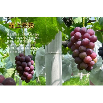 【2026年先行受付】　岡山県産　訳ありピオーネ　計1.4kg以上　2～3房　産直・朝採れ