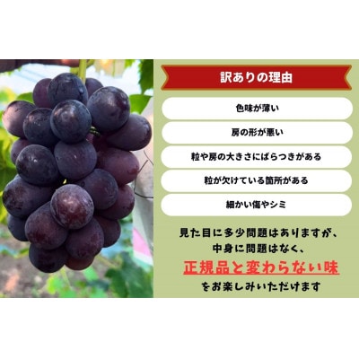 【2026年先行受付】　岡山県産　訳ありピオーネ　計1.4kg以上　2～3房　産直・朝採れ