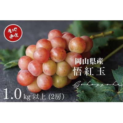 【2026年先行受付】　厳選　岡山県産　悟紅玉　計1.0kg以上　2房　産直・朝採れ