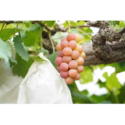 【2026年先行受付】　厳選　岡山県産　悟紅玉　計1.0kg以上　2房　産直・朝採れ