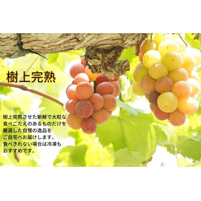 【2026年先行受付】　厳選　岡山県産　悟紅玉　計1.0kg以上　2房　産直・朝採れ