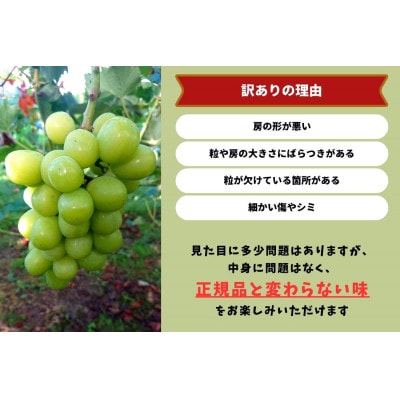 【2026年先行受付】岡山県産　訳ありシャインマスカット　計1.6kg以上　2～3房　産直・朝採れ