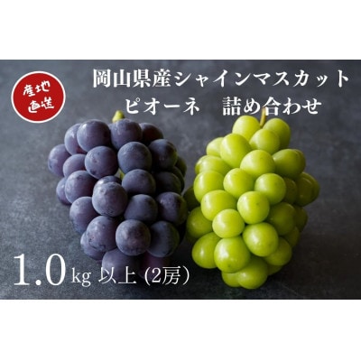 厳選　岡山県産　シャインマスカット・ピオーネ　詰合せ　計1.0kg以上　2房　産直・朝採れ