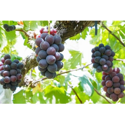 厳選　岡山県産　シャインマスカット・ピオーネ　詰合せ　計1.5kg以上　2～3房　産直・朝採れ