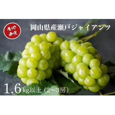 【2026年先行受付】　厳選　岡山県産　瀬戸ジャイアンツ　計1.6kg以上　2～3房　産直・朝採れ