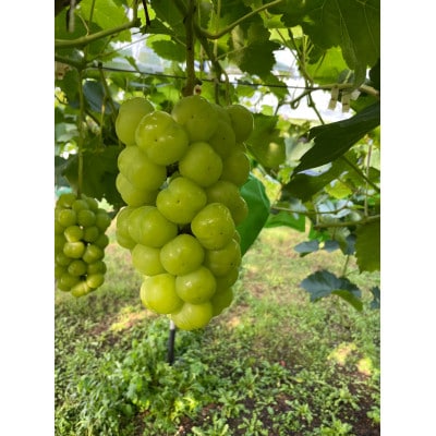 【2026年先行受付】　厳選　岡山県産　瀬戸ジャイアンツ　計1.6kg以上　2～3房　産直・朝採れ