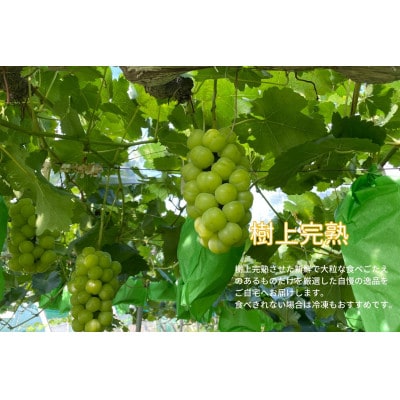 【2026年先行受付】　厳選　岡山県産　瀬戸ジャイアンツ　計1.6kg以上　2～3房　産直・朝採れ