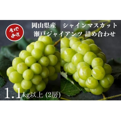 厳選　岡山県産　シャインマスカット・瀬戸ジャイアンツ　詰合せ　計1.1kg以上2房　産直・朝採れ