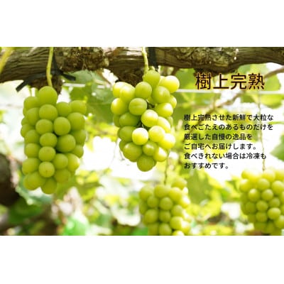 厳選　岡山県産　シャインマスカット・瀬戸ジャイアンツ　詰合せ　計1.7kg以上2～3房　産直・朝採れ
