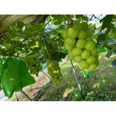 厳選　岡山県産　シャインマスカット・瀬戸ジャイアンツ　詰合せ　計1.7kg以上2～3房　産直・朝採れ