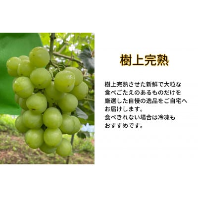 【2026年先行受付】　岡山県産　訳あり 瀬戸ジャイアンツ　2房 合計1.0kg以上 産直・朝採れ
