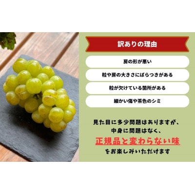 【2026年先行受付】　岡山県産　訳あり 瀬戸ジャイアンツ　2房 合計1.0kg以上 産直・朝採れ
