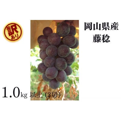 【2026年先行受付】岡山県産　訳あり藤稔　計1.0kg以上　2房　産直・朝採れ