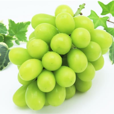 岡山県産シャインマスカット1房・桃太郎ぶどう1房 【2026年8月上旬以降順次発送予定】