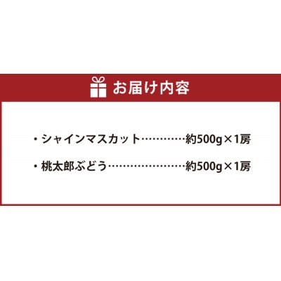 岡山県産シャインマスカット1房・桃太郎ぶどう1房 【2026年8月上旬以降順次発送予定】