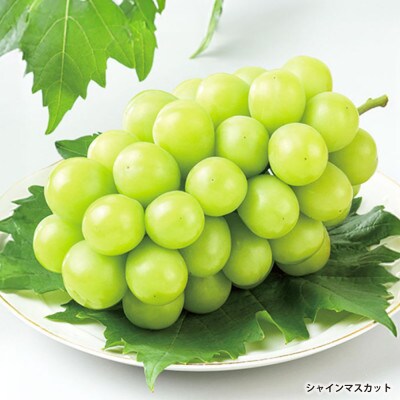 岡山県産シャインマスカット1房・桃太郎ぶどう1房 【2026年8月上旬以降順次発送予定】