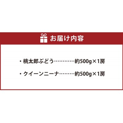 岡山県産桃太郎ぶどう1房・クイーンニーナ1房 【2026年8月上旬以降順次発送予定】