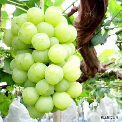 岡山県産桃太郎ぶどう1房・クイーンニーナ1房 【2026年8月上旬以降順次発送予定】
