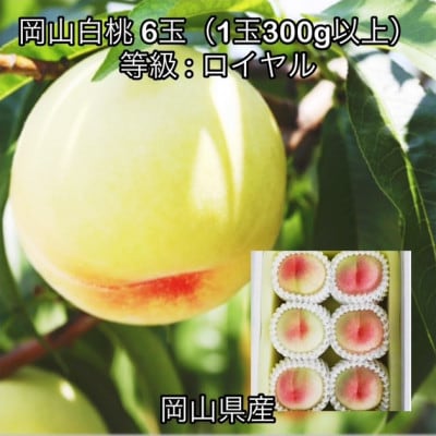 【2026年発送】岡山県産 岡山白桃6玉(1玉300g以上)ロイヤル 化粧箱入り