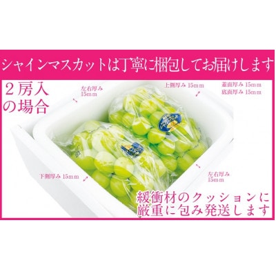 先行予約　赤秀ぶどう　9月～10月発送　プレミアム　シャインマスカット　晴王　2房　約1.2kg