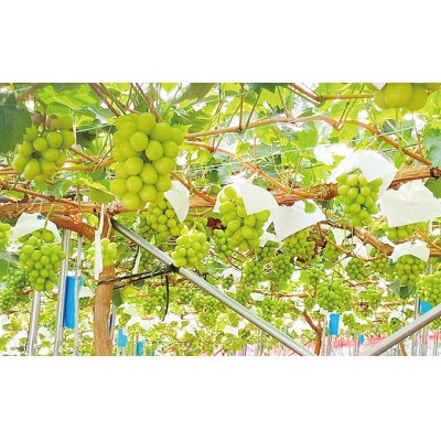 先行予約　赤秀ぶどう　9月～10月発送　プレミアム　シャインマスカット　晴王　2房　約1.2kg