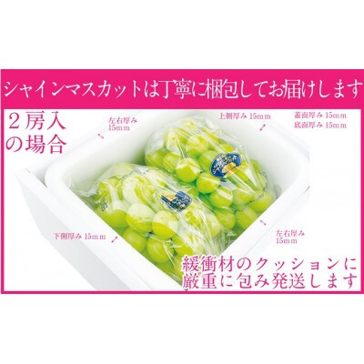 先行予約　赤秀ぶどう　9月～10月発送　プレミアム　シャインマスカット　晴王　2房　約1.3kg