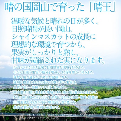 先行予約 2026年 9月～10月発送  シャインマスカット 晴王 1房 約650g 岡山県産