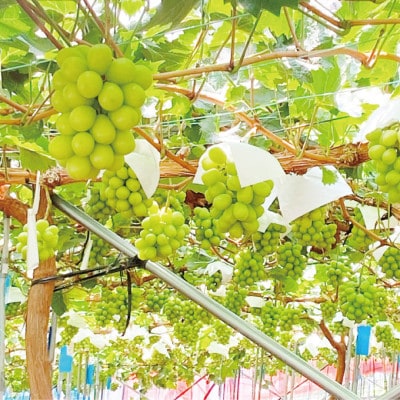 先行予約　最高品質　赤秀品　プレミアム　シャインマスカット　晴王　1房　750g　岡山県　ハレノ