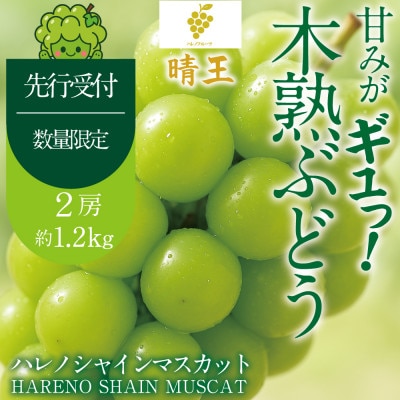先行予約 晴王 木熟ぶどう ハレノシャイン シャインマスカット晴王2房約1.2kg 9月～11月発送