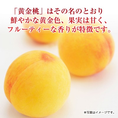 《ご家庭用》おかやまの黄金桃 7‐9玉(約1.8kg)【2026年8月～9月発送】