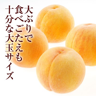 《ご家庭用》おかやまの黄金桃 7‐9玉(約1.8kg)【2026年8月～9月発送】