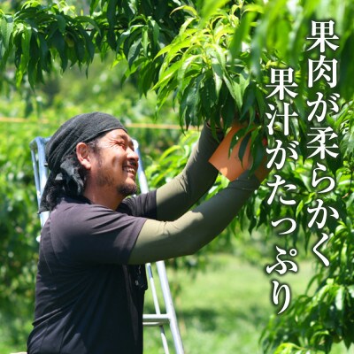 《ご家庭用》岡山の白桃(早生種) 5～6玉(合計約1.3kg)2026年6月～7月発送