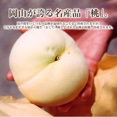 《ご家庭用》白桃(晩生種) 5～6玉(合計約1.5kg)【2026年8月より順次発送】