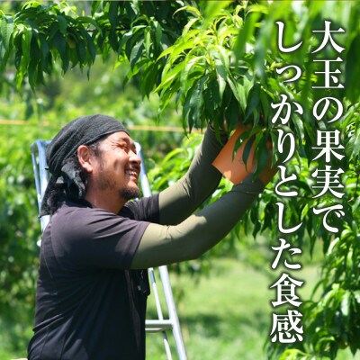 《ご家庭用》白桃(晩生種) 5～6玉(合計約1.5kg)【2026年8月より順次発送】
