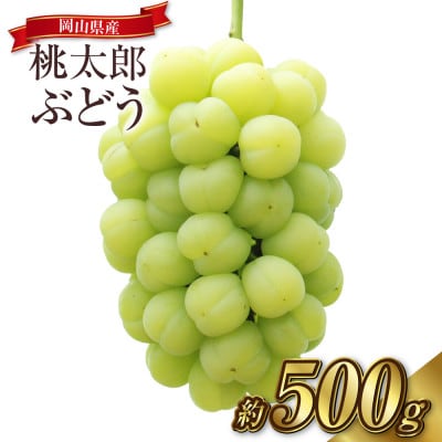 桃太郎ぶどう 1房(約500g)【2026年9月より順次発送】