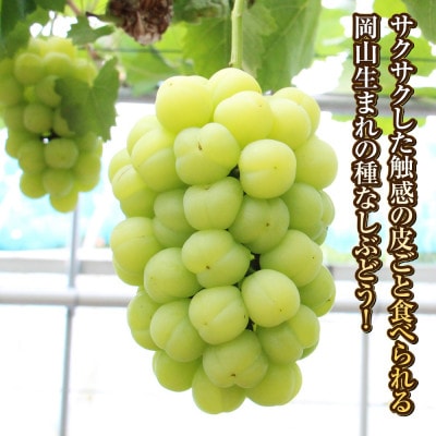 桃太郎ぶどう 1房(約500g)【2026年9月より順次発送】