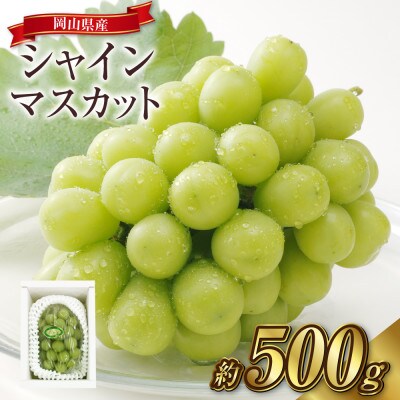 シャインマスカット 1房(約500g)【2026年8月～9月発送】