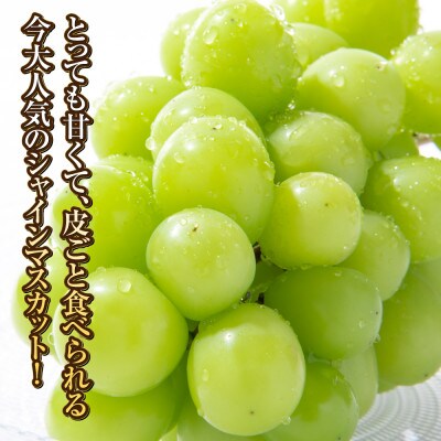 シャインマスカット 1房(約500g)【2026年8月～9月発送】