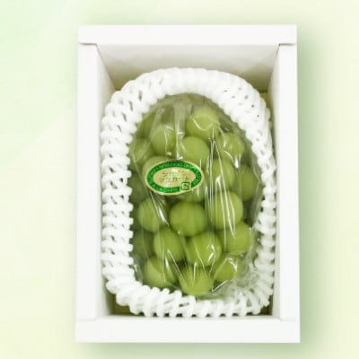 シャインマスカット 1房(約500g)【2026年8月～9月発送】