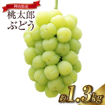 桃太郎ぶどう 2-3房(合計約1.3kg)【2026年9月より順次発送】