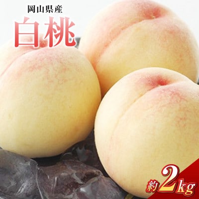 白桃 8玉(合計約2.0kg)【2026年7月より順次発送】