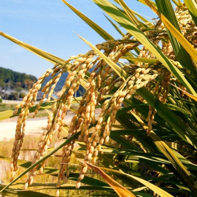 【7年産】【無洗米】岡山県産こしひかり10kg(5kg×2袋)