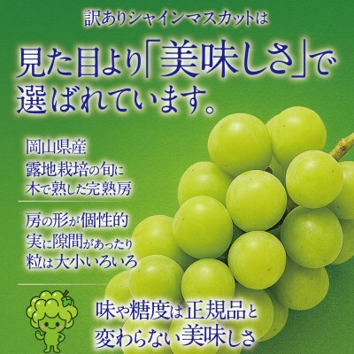先行予約 訳あり 木熟ぶどう ハレノシャイン シャインマスカット2房約1.2kg 10月～11月発送