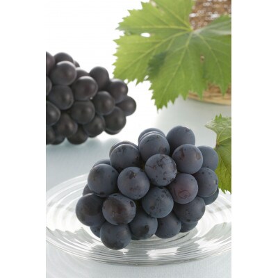 【2026年8月下旬以降発送】岡山県産　ニューピオーネ(1房600g以上)2房入り