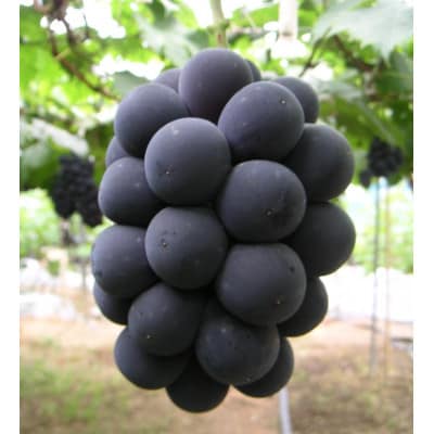 【2026年8月下旬以降発送】岡山県産　ニューピオーネ(1房480g以上)4房入り