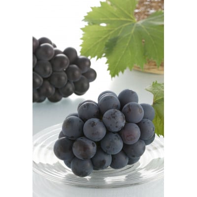 【2026年8月下旬以降発送】詰合せニューピオーネ・シャインマスカット各1房480g以上