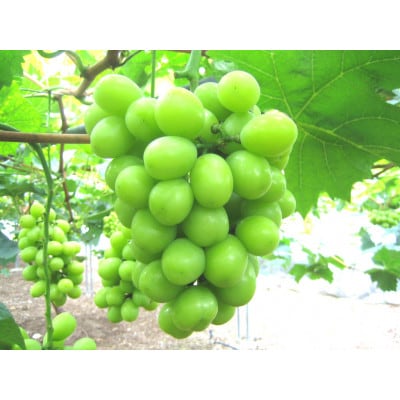 【2026年8月下旬以降発送】詰合せニューピオーネ・シャインマスカット各1房480g以上