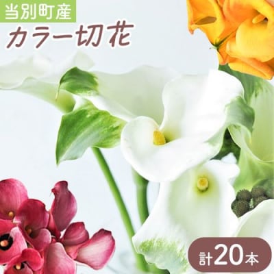 カラー切花20本入り(2～3品種　計20本)